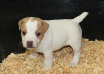 Jack Russell Puppy Pictures 1019 Paris male 1 , Smooth coat