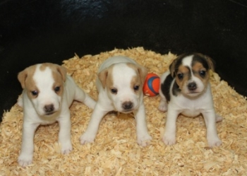 Jack Russell Puppy Pictures 1023 Paris pups
