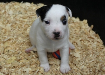 Jack Russell Puppy Pictures 1025 Dottie female,  Smooth coat
