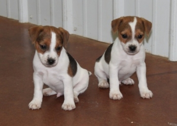 Jack Russell Puppy Pictures 1026 Tasha males