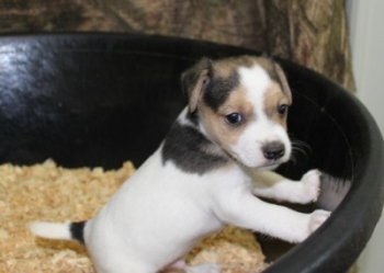 Jack Russell Puppy Pictures 1027 Penny male 1,  picture 3,   Broken coat