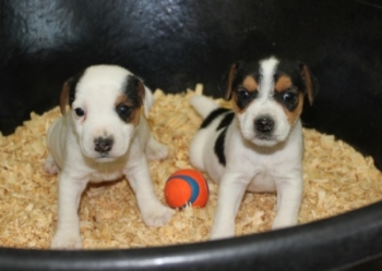 Jack Russell Puppy Pictures 1030 Jasmine Males