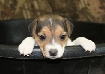 Jack Russell Puppy Pictures 1031 Penny female  picture 2,  Smooth coat