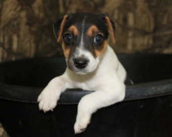 Jack Russell Puppy Pictures 1032 Sandy male 2
