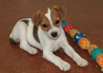Jack Russell Puppy Pictures 1033 Tasha male 2 Broken coat