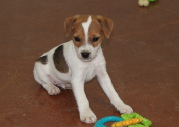 Jack Russell Puppy Pictures 1035 Tasha male 2 Broken coat