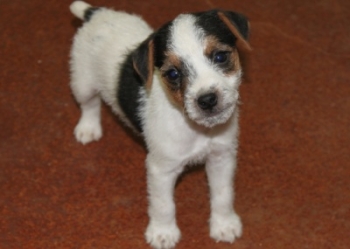 Jack Russell Puppy Pictures 1036 Tasha 4 rough coat for web.jpg