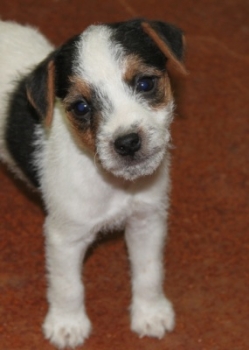 Jack Russell Puppy Pictures 1037 Tasha male 4 rough coat.