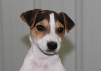 Jack Russell Puppy Pictures 1038 Hines Hill Sandie/Dukes Legacy Trevor male  2