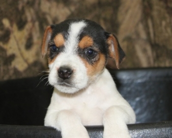 Jack Russell Puppy Pictures 1039 Jasmine male
