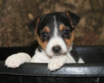 Jack Russell Puppy Pictures 1040 SOLD Penny female 2  broken coat