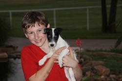 Jack Russell Puppy Pictures 814