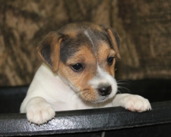 Jack Russell Puppy Pictures 1041 SOLD  Penny female 1 smooth coat