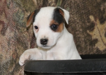 Jack Russell Puppy Pictures 1042 Jasmine male 2