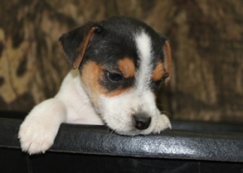Jack Russell Puppy Pictures 1043 Jasmine male 1.