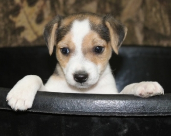 Jack Russell Puppy Pictures 1044  SOLD  penny male broken coat