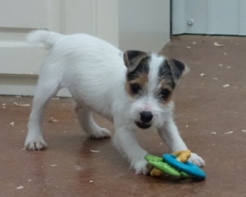 Jack Russell Puppy Pictures 1045 Tanya male standing.jpg