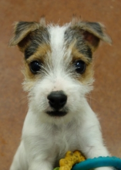 Jack Russell Puppy Pictures 1046 Tanya male  Rough coat