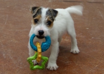 Jack Russell Puppy Pictures 1047 Tanya male