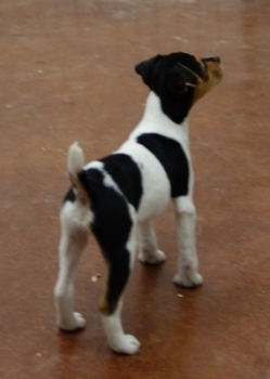 Jack Russell Puppy Pictures 1048 Maggy female 1
