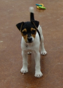 Jack Russell Puppy Pictures 1049 Maggy female 1