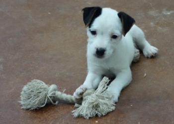 Jack Russell Puppy Pictures 1050 Maggy female 2