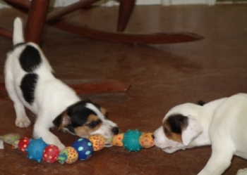 Jack Russell Puppy Pictures 1051 Jasmine males