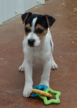 Jack Russell Puppy Pictures 1052 Jasmine male