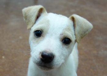 Jack Russell Puppy Pictures 1055 Bonnie male tan2.jpg