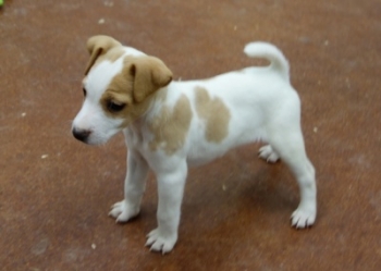 Jack Russell Puppy Pictures 1056 Paris male 3
