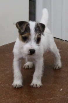 Jack Russell Puppy Pictures 1057 Tanya male  Rough coat