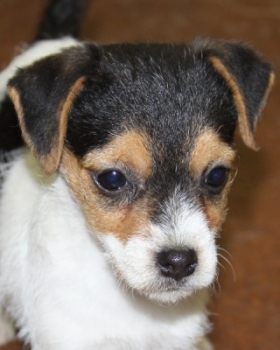 Jack Russell Puppy Pictures 1058 Maggy female 3