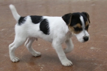 Jack Russell Puppy Pictures 1059 Jasmine.jpg