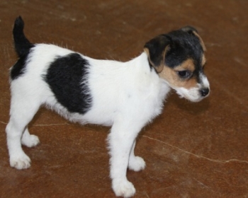 Jack Russell Puppy Pictures 1060 Maggy female 3.