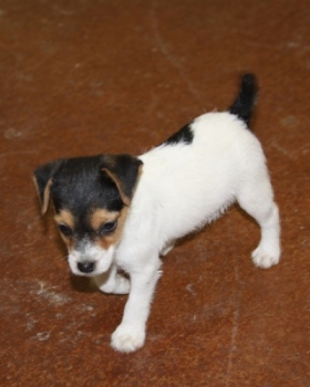 Jack Russell Puppy Pictures 1061 Maggy female 3