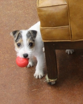 Jack Russell Puppy Pictures 1063 Tanya male  Rough coat
