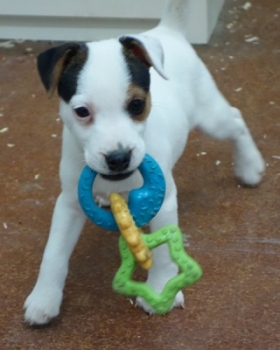 Jack Russell Puppy Pictures 1064 Jasmine male 2