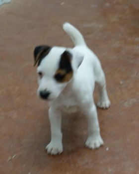 Jack Russell Puppy Pictures 1065 Jasmine male 2