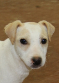 Jack Russell Puppy Pictures 1066 Bonnie male 1   Smooth coat