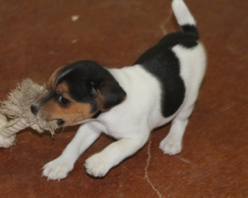 Jack Russell Puppy Pictures 1068 Judy male 4