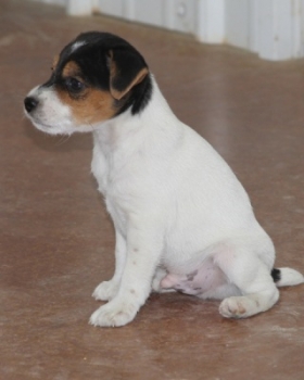 Jack Russell Puppy Pictures 1069 Judy male 3