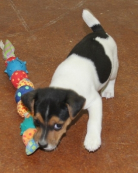 Jack Russell Puppy Pictures 1070 Judy male 4