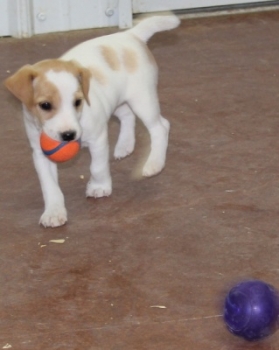 Jack Russell Puppy Pictures 1071 Betsy male 2