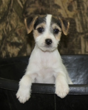 Jack Russell Puppy Pictures 1072 Sassy female