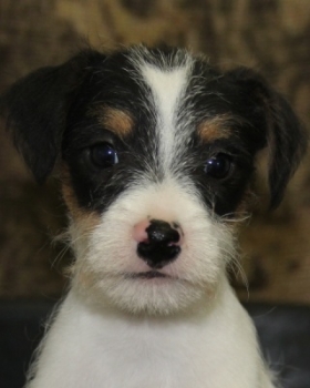 Jack Russell Puppy Pictures 1073 Sassy male 2    Broken Coat