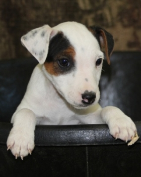 Jack Russell Puppy Pictures 1074 Sassy male 1     Smooth coat