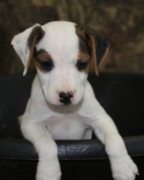 Jack Russell Puppy Pictures 1075 Sassy male 4    Smooth Coat