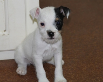 Jack Russell Puppy Pictures 1076 Tammy Female 1     Broken Coat