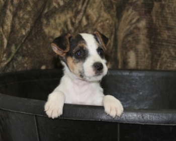 Jack Russell Puppy Pictures 1078 Tammy female 2            Broken Coat