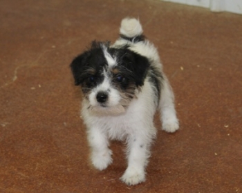 Jack Russell Puppy Pictures 1079 Jody female 1          Rough Coat